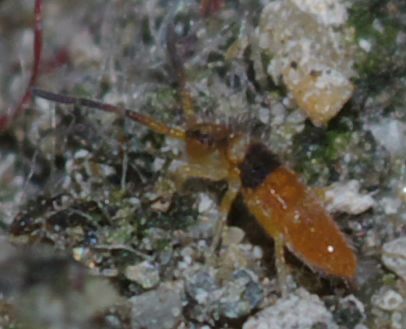 Collembolo arancione